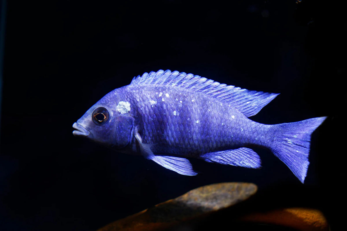 Placidochromis sp. "Phenochilus Tanzania" Star Sapphire