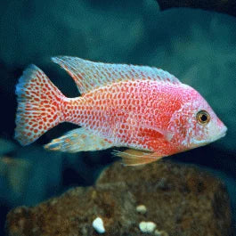 GRADE-A STRAWBERRY PEACOCK 4" MALE