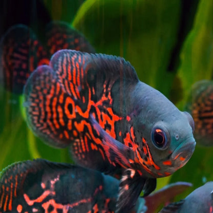 ⁠SUPER Red Tiger Oscar (Astronotus ocellatus)