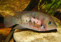 Cryptoheros panamensis (Rosy or Panama Cichlid)