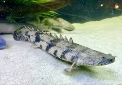 Endlicheri Bichir (Polypterus endlicheri)