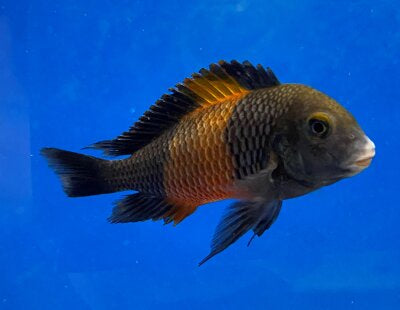 Tropheus sp. "Bemba"  Orange Flame "Bemba" Tropheus