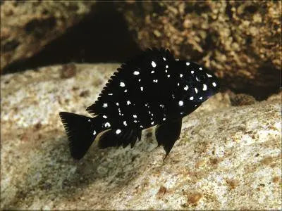 Tropheus duboisi