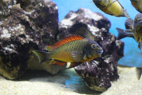 Tropheus moorii "Golden Kazumba"