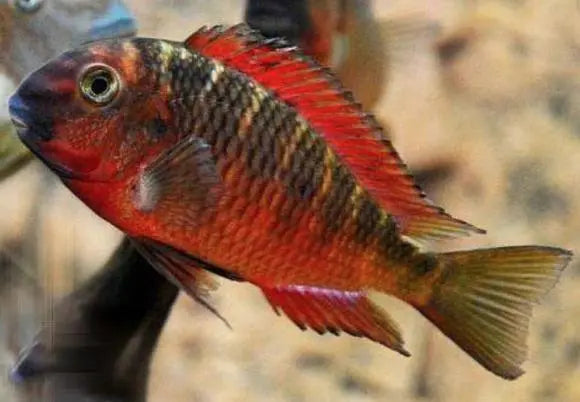 Tropheus sp. "RED" Chimba (Chipimbi)