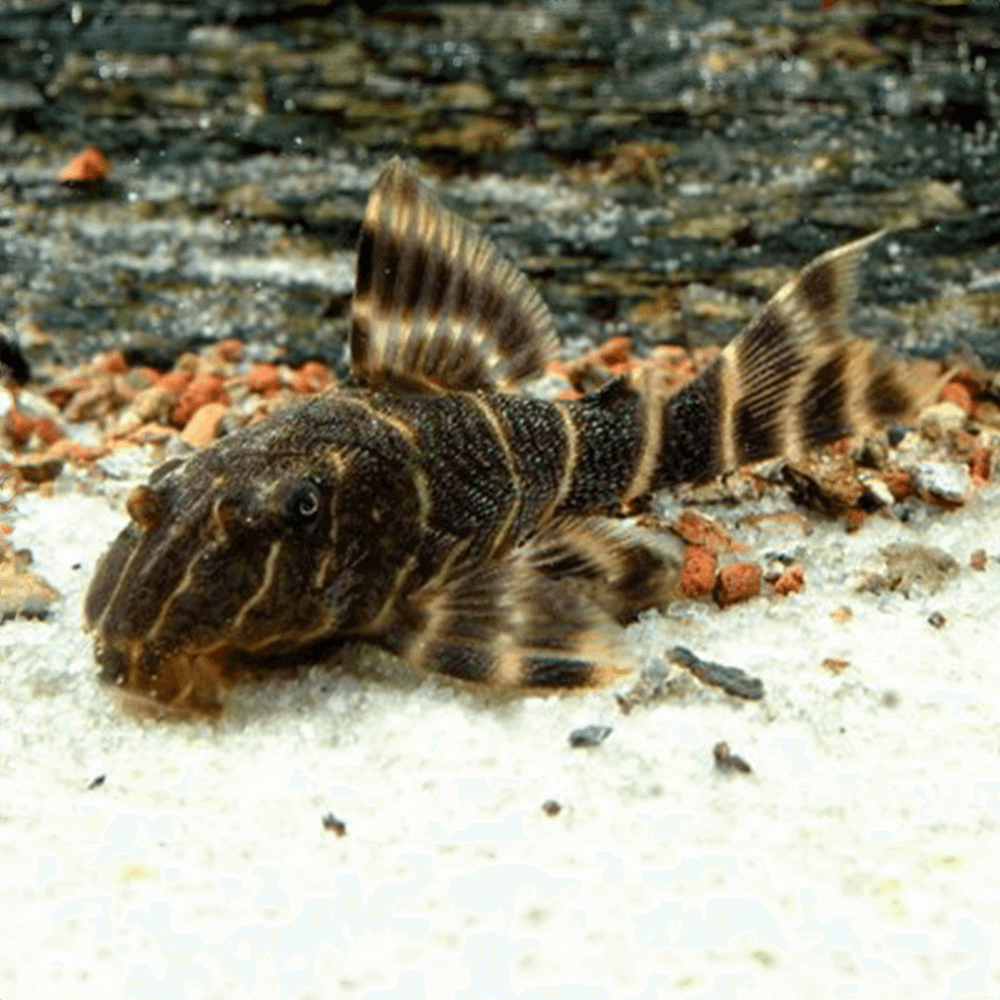 L104 Clown Pleco (Panaqolus maccus)