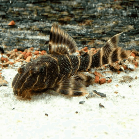L104 Clown Pleco (Panaqolus maccus)