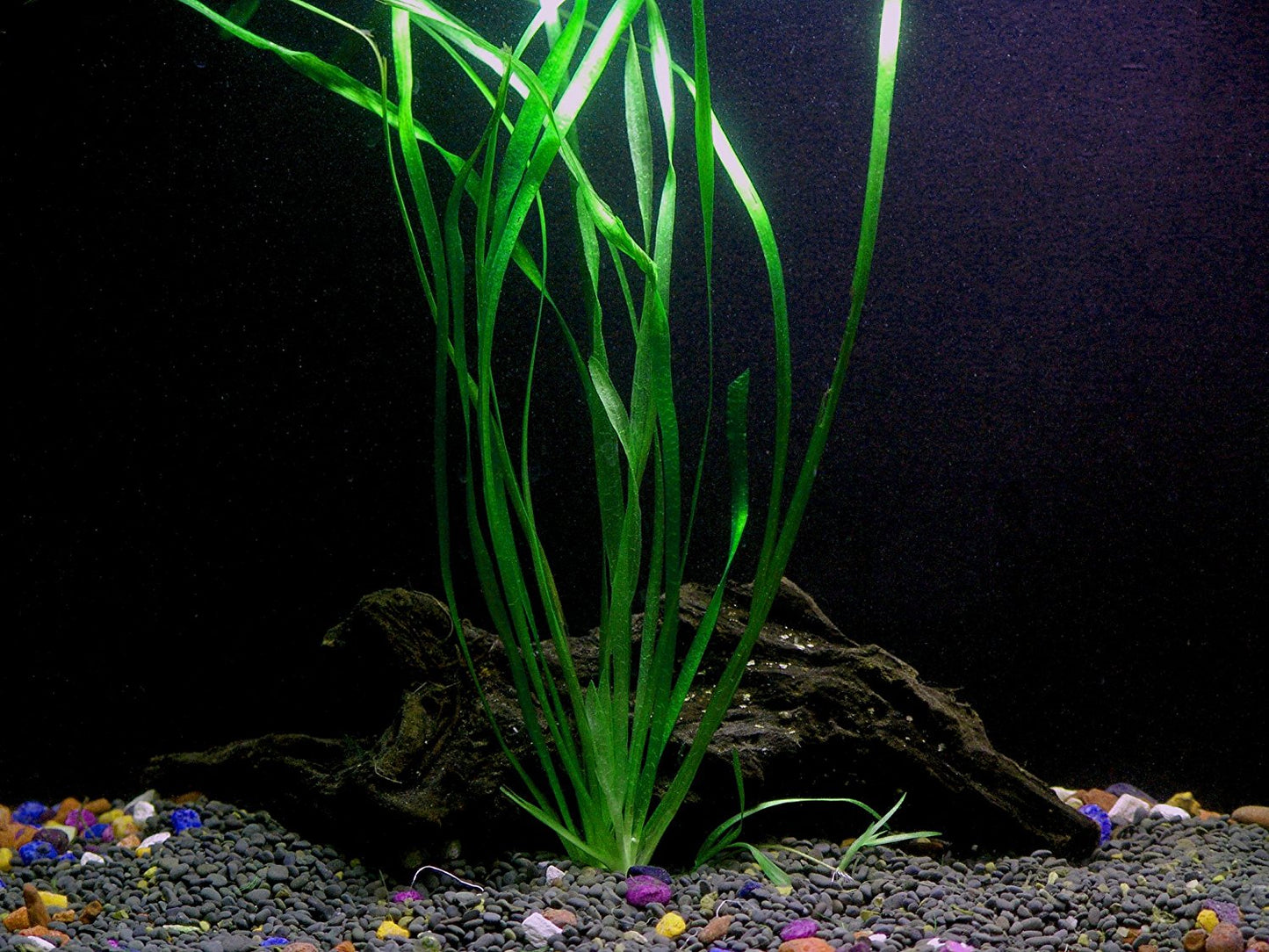 Florida 10 Species Live Aquarium Plants Bundle