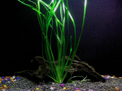 Florida 10 Species Live Aquarium Plants Bundle