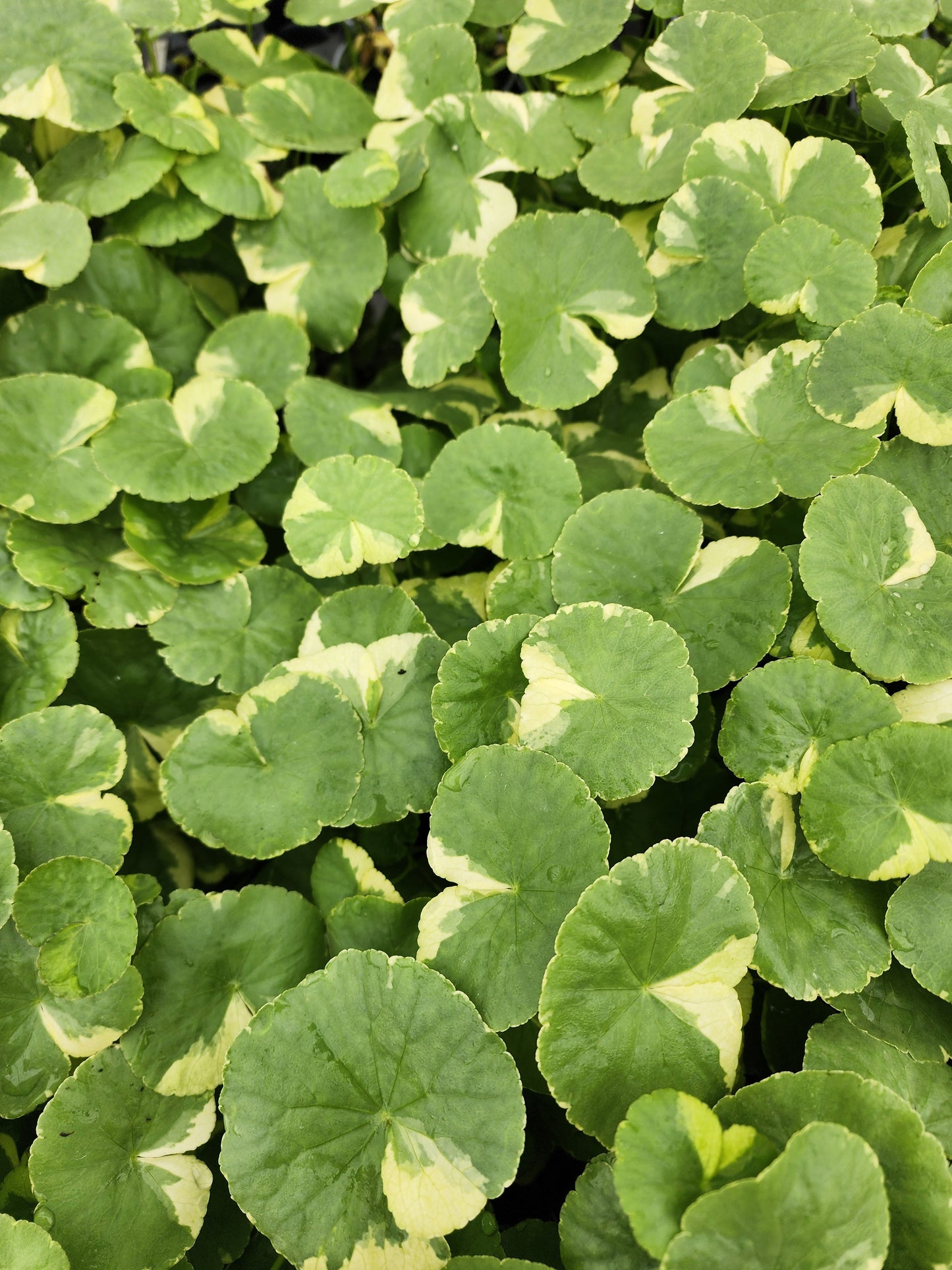 Variegated Pennywort | Hydrocotyle leucocephala 'Variegated'