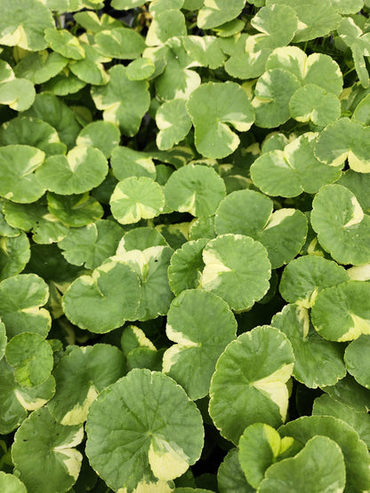 Variegated Pennywort | Hydrocotyle leucocephala 'Variegated'