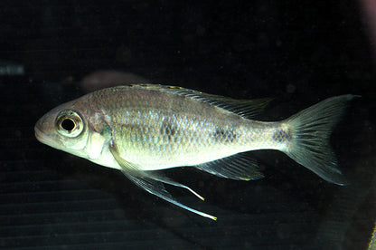 Ophthalmotilapia ventralis "Red Cap"