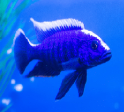 GRADE-A BLUE PEACOCK 4" MALE