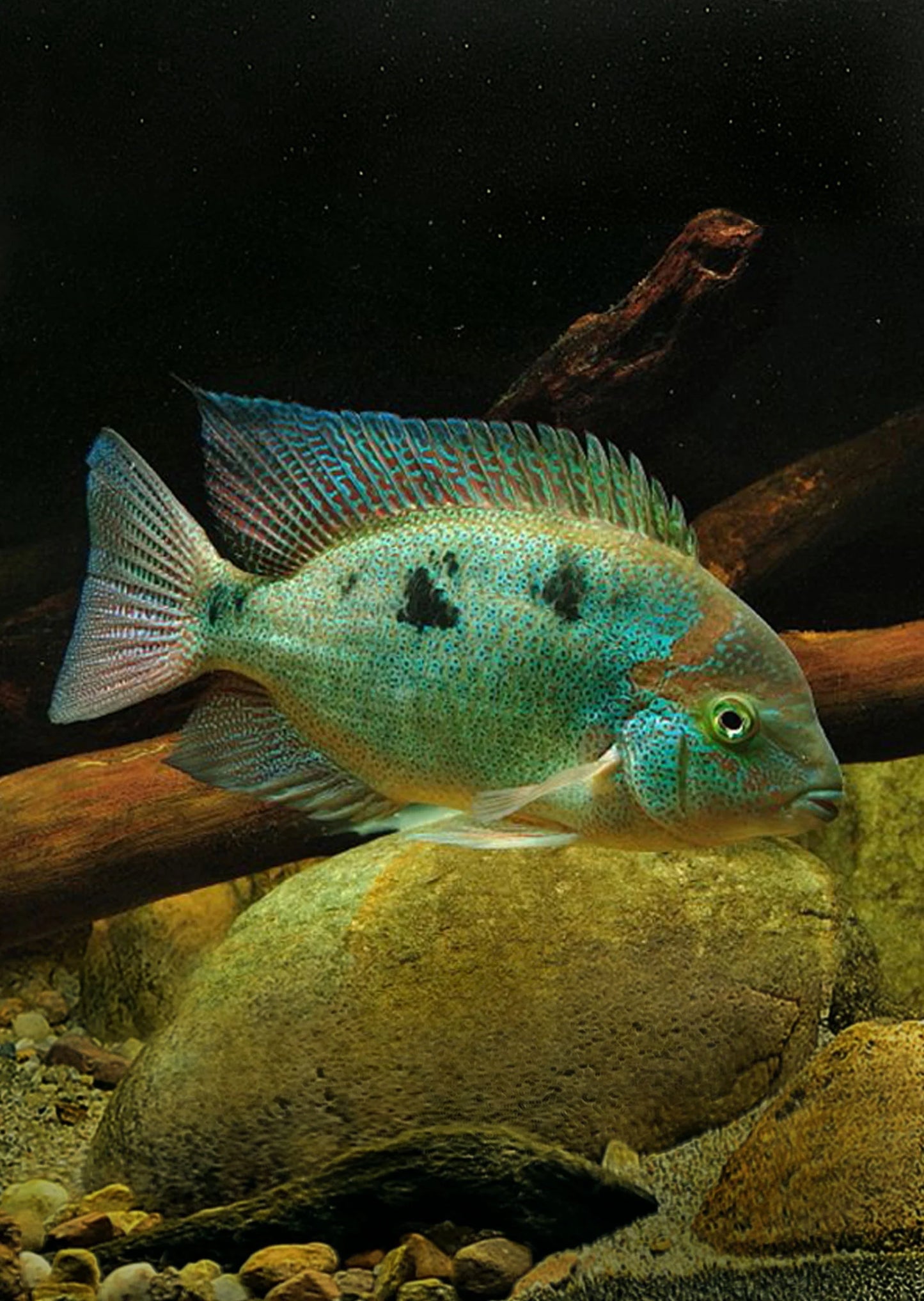 PINTO VIEJA REGANI CICHLID (VIEJA REGANI)