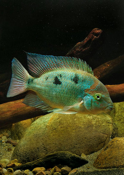 PINTO VIEJA REGANI CICHLID (VIEJA REGANI)