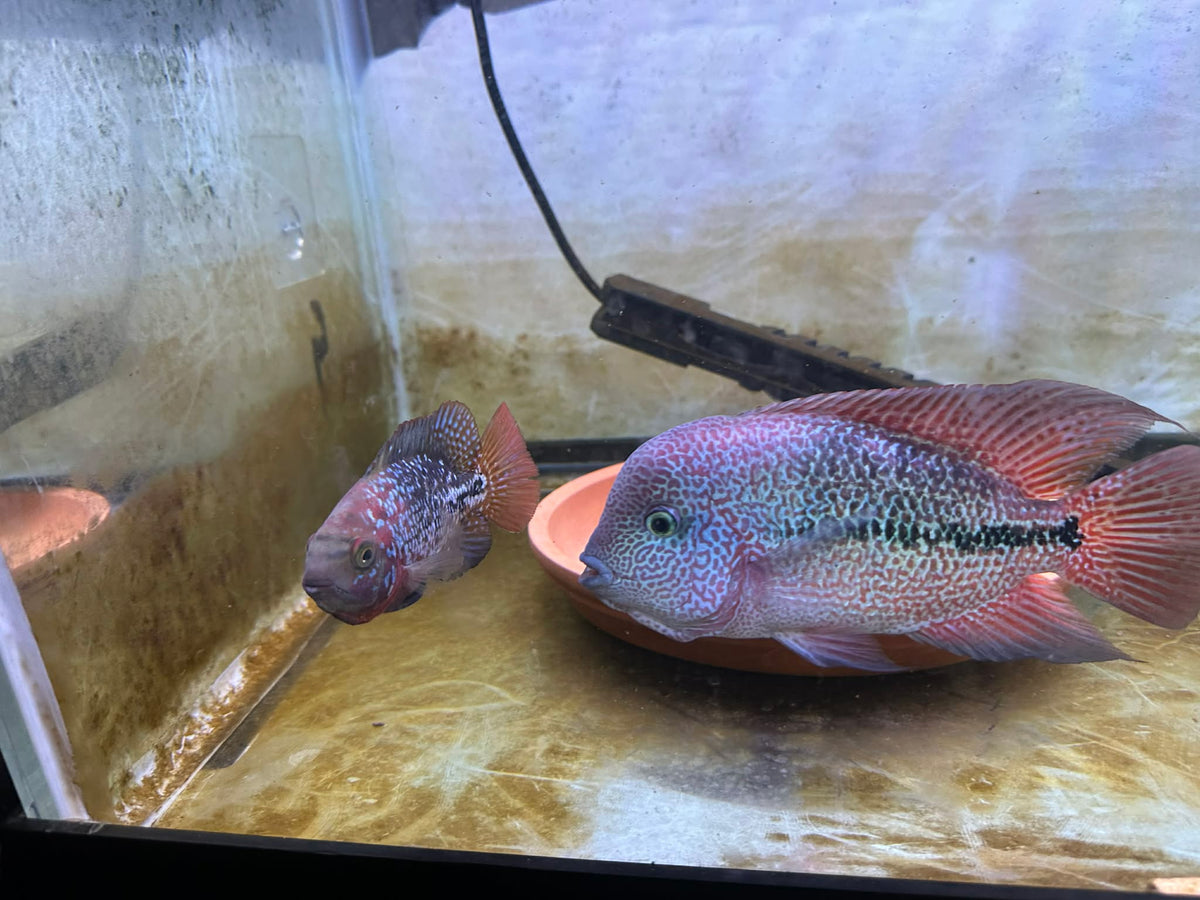 Vieja Legend Fish in an aquarium