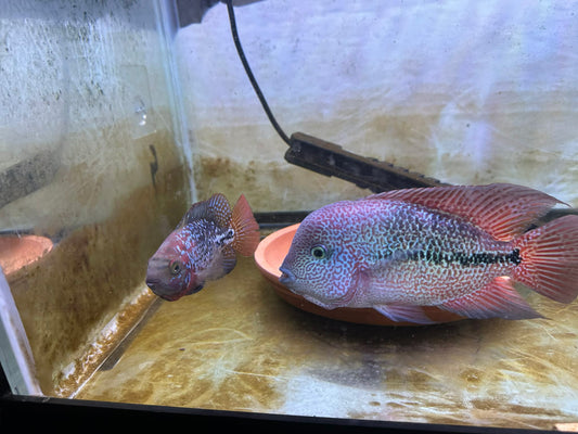 Vieja Legend Fish in an aquarium