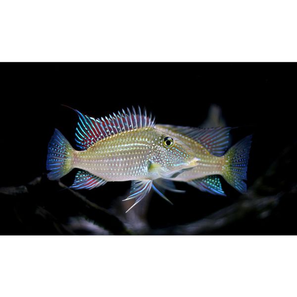 Whitespot Eartheater (Satanoperca leucosticta)