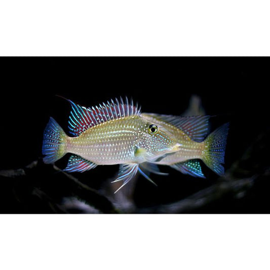 Whitespot Eartheater (Satanoperca leucosticta)