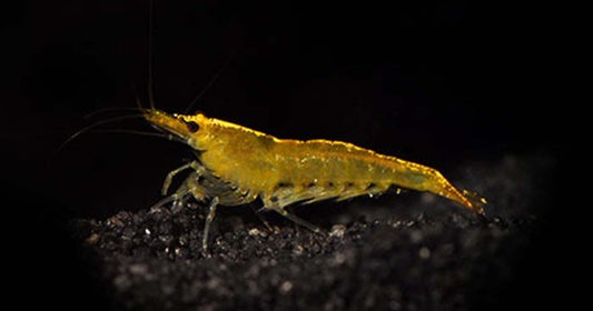 Yellow shrimp (Pack of 6)