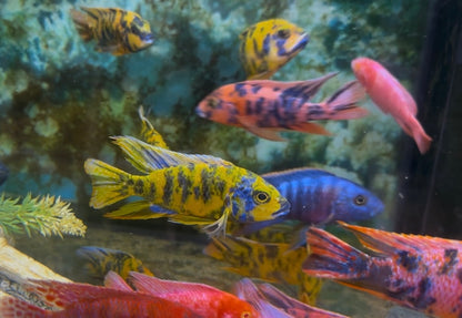 Fish (with orange spots) in shades of yellow, pink, and blue in an aquarium.